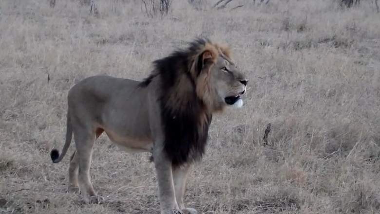Cecil, Walter Palmer