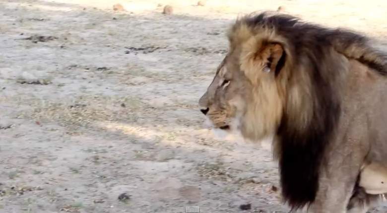 Cecil, Walter Palmer