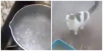 VER: Hombre Quema Gato con Agua Hirviendo