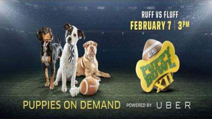 Como Ver Puppy Bowl 2016 en Vivo por Internet y Móvil Gratis