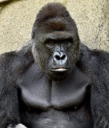VER: Un Gorila Agarra a un Niño en Zoológico de Cincinnati [Video]