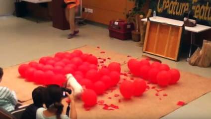 VER: Perro Revienta 100 Globos en 39 Segundos, VÍDEO