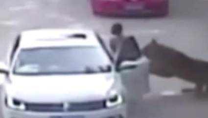 VER: Tigre Ataca Mujer en Beijing, China (Video Completo)