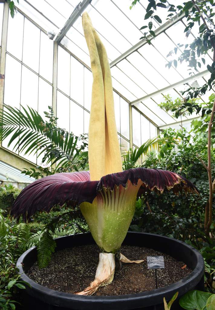 La flor cadaver en todo su esplender en Kew Gardens, el 22 de abril de 2016 ,en Londres. (Getty Images)