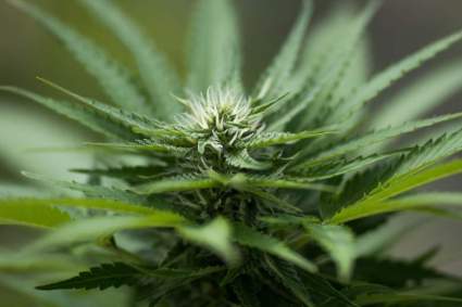Marihuana legalizada en California: Dónde comprar hierba