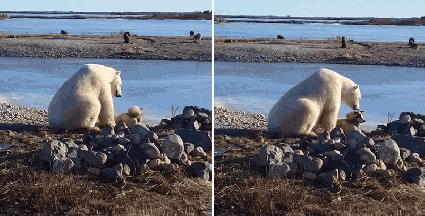 VER: Oso Polar Acariciando a un Perro [Vídeo]
