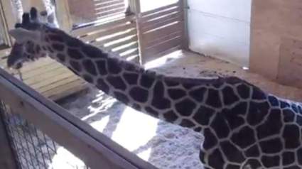 VER: Jirafa da a luz en el Zoológico de Nueva York en Vivo [Vídeo]