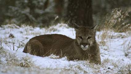 Corredor mata con “sus propias manos” a un león de montaña en Colorado