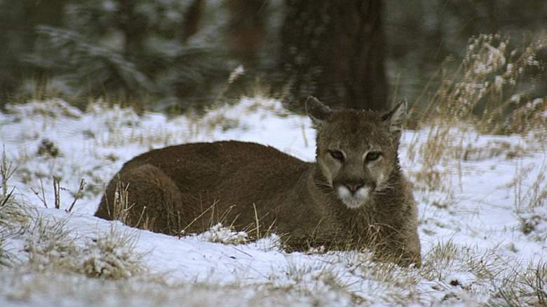 Corredor mata a león de montaña con sus propias manos en Colorado