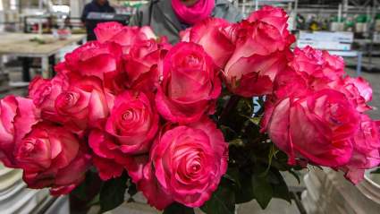 ¿Dónde comprar flores en línea para que lleguen hoy?