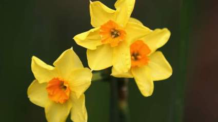 Primer día de Primavera 2019: ¿Cuándo y a qué hora empieza?