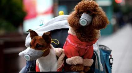 ¿Pueden los perros, gatos y otras mascotas contagiarse con el coronavirus?