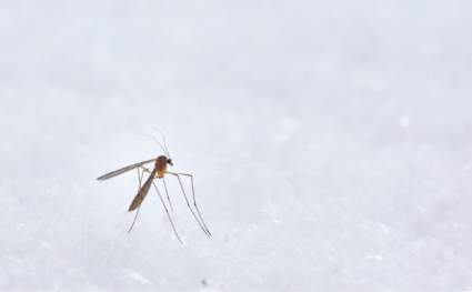 ¿Picadura de mosquito transmite coronavirus?