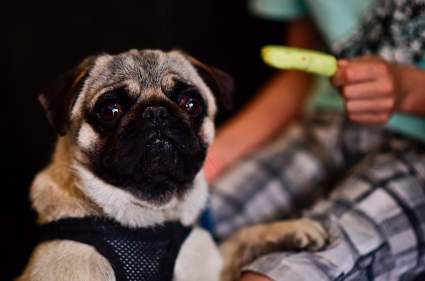 TOP 5: Videos virales sobre el Coronavirus – 30 de Abril 2020