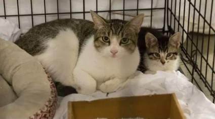 Dos gatos domésticos dan positivo con el coronavirus en Nueva York