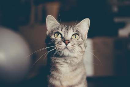¿Puede mi gato contraer el virus? ¡Expertos dicen que sí!