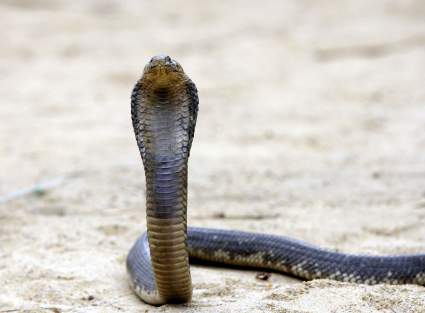 Acusan a hombre de matar a su esposa con una serpiente cobra: ¿por qué lo hizo?