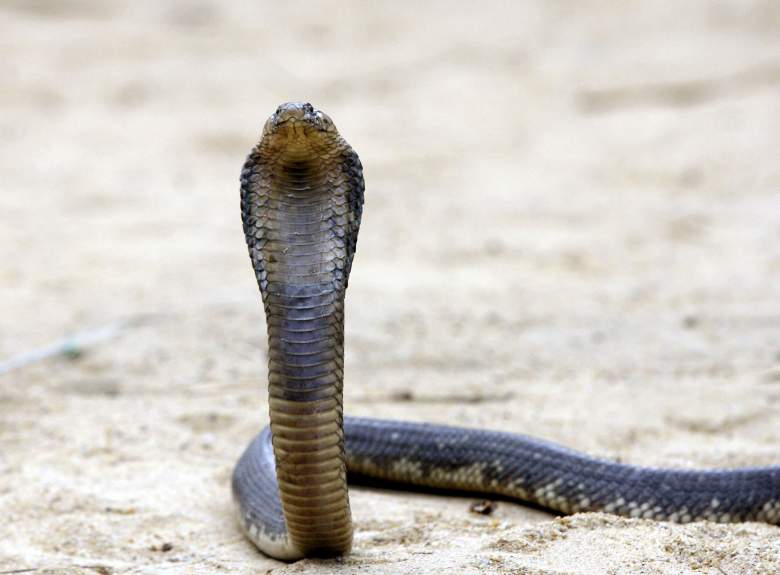 Acusan a hombre de matar a su esposa con una serpiente cobra: ¿por qué lo hizo?