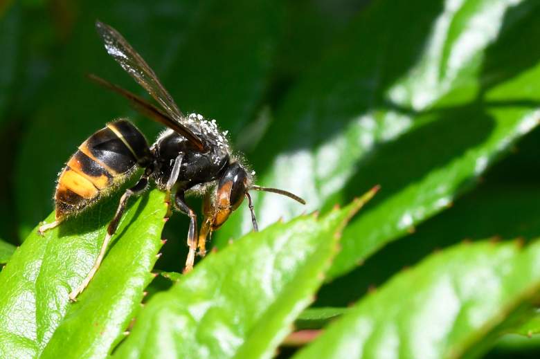 Tras el coronavirus la amenaza son los avispones asesinos: ¿dónde encontraron los mortales insectos?