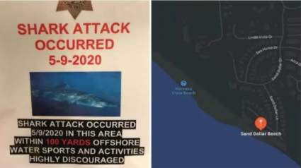 Muere surfista en un ataque de tiburón en Sand Dollar Beach, California
