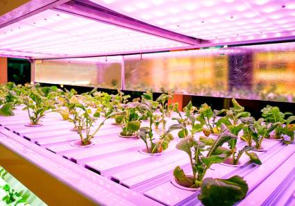 Las 5 mejores luces LED profesionales para cultivo