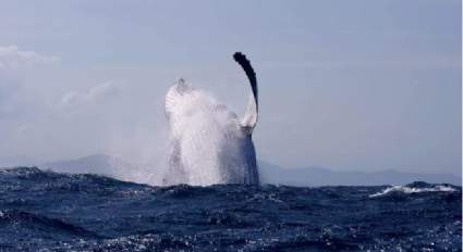 Mujer gravemente herida por una ballena durante excursión turística. ¿Qué pasó?