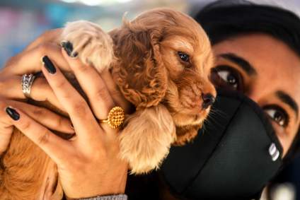 Denuncian a pareja de mexicanos por adoptar perros para alimentar a sus serpientes: detalles escalofriantes