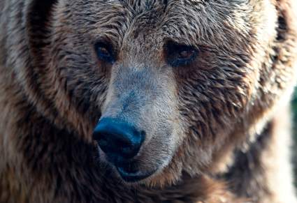Osos devoran a trabajador de un zoológico en China delante de turistas: [VIDEO]