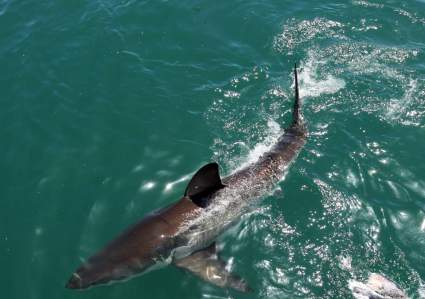 [IMÁGENES FUERTES] Un hombre es atacado por un tiburón en las playas de Miami