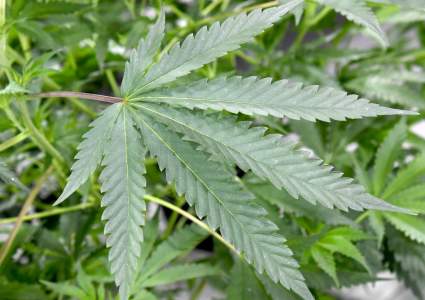 Senado de México aprueba la despenalización de la marihuana para uso lúdico: ¿Cuántas plantas se podrá tener?