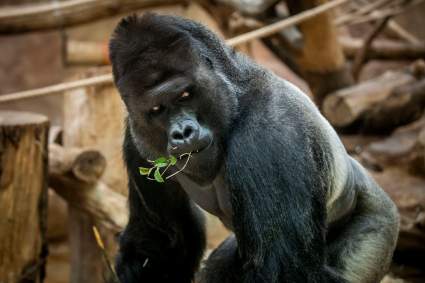 Gorilas del zoológico de San Diego dan positivo por COVID-19: ¿Cómo se contagiaron?