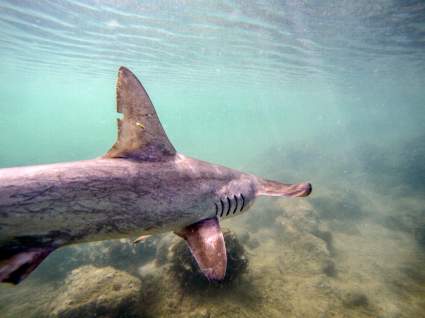 [VIDEO] Tiburón martillo acecha a visitantes en las costas de Florida