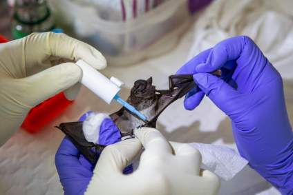 Nuevo Coronavirus es hallado en murciélagos de Tailandia: el informe