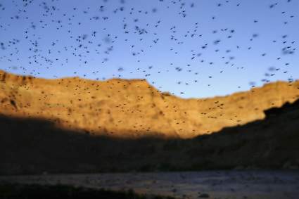 Tornado de mosquitos invade a la Argentina – Fotos y Videos