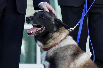 Oficial maltrata a un perro policía y genera rechazo viral en redes: [Video fuerte]