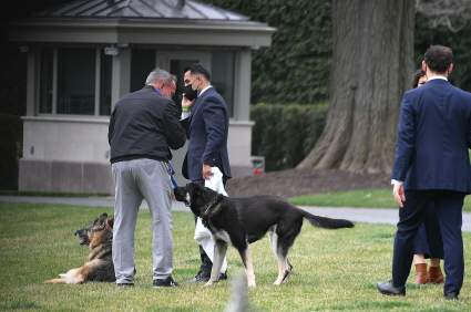 Perro de Joe Biden muerde por segunda vez en la Casa Blanca: ¿A quién?