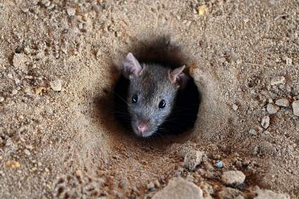 Impactante invasión de ratas en un campo de Australia – Videos