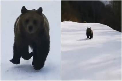 Viral: Oso salvaje persigue a un esquiador y causa estupor – Video