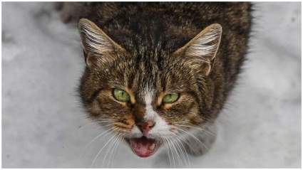 “Gato enojado” ataca a un piloto y forza aterrizaje de emergencia