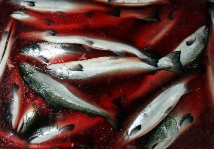 Catástrofe ambiental en Chile: mueren 4 mil toneladas de salmones – Videos