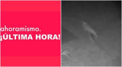 ¿Dinosaurio suelto en Florida? La extraña criatura que captó una cámara – Video