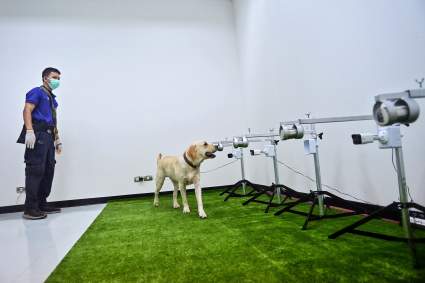 Estudio revela que perros detectan COVID con 90% de precisión: ¿Qué más hallaron?