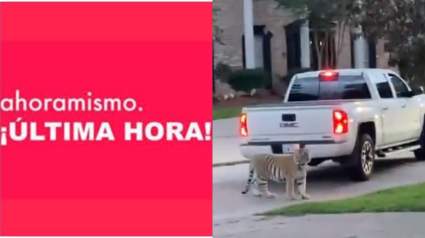 Caos en vecindario de Houston: Un tigre escapó y se paseó por las calles: [Video]