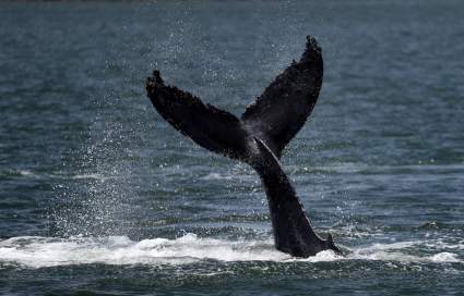 Massachusetts: pescador sobrevive tras ser tragado por ballena: ¿Qué pasó?