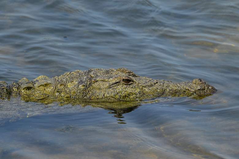 En esta fotografía tomada el 2 de abril de 2021, un cocodrilo toma el sol en la orilla de un río en el Parque Nacional Yala, a unos 250 kms al suroeste de Colombo.