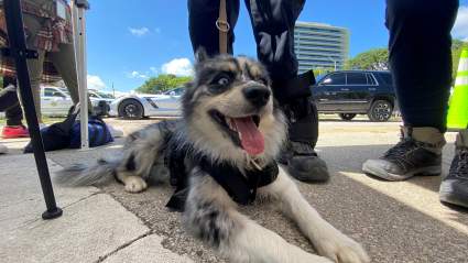 Derrumbe en Miami: Oreo, la perra de México que busca sobrevivientes: [FOTO Y VIDEO]