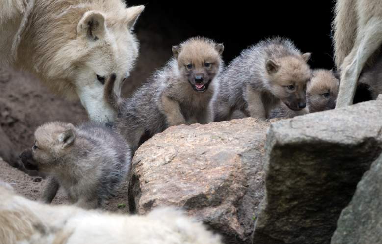 Un lobo juega con cachorros de un mes en su recinto del zoológico de Berlín el 31 de mayo de 2013 en Berlín.