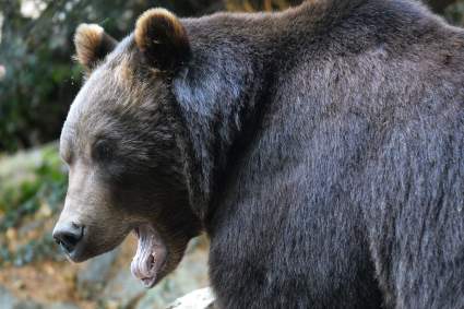 Oso pardo mata a ciclista en parque de Montana: ¿Cómo fue?