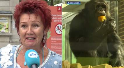 La razón insólita por la prohibición de entrada a mujer al zoo en Bélgica: ¿Qué pasó?