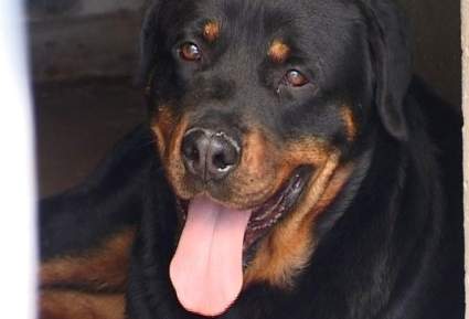 Perro Rottweiler mata a bebé de 19 meses en Nueva York: ¿Que pasó?: [Foto]